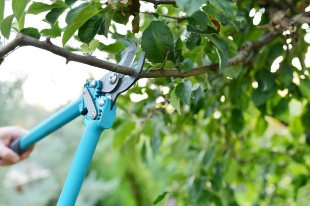 Best Tree Cutting Near Me  in Hillsdale, MI